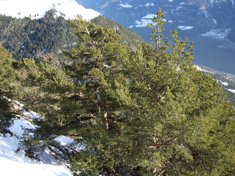 Pinus cfr. sylvestris